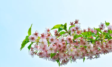 pink blossom petals against a powder blue sky