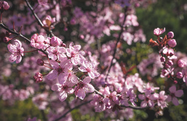 pink blossoms on branch