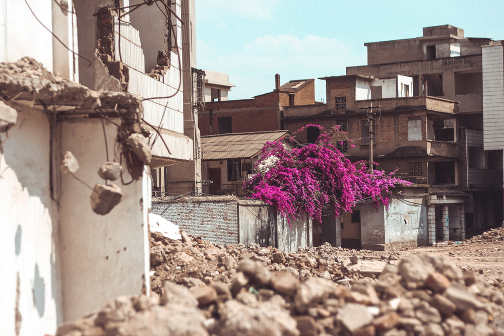 pink blossoms over crumbling walls