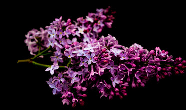 pink buds and petals on a tree branch