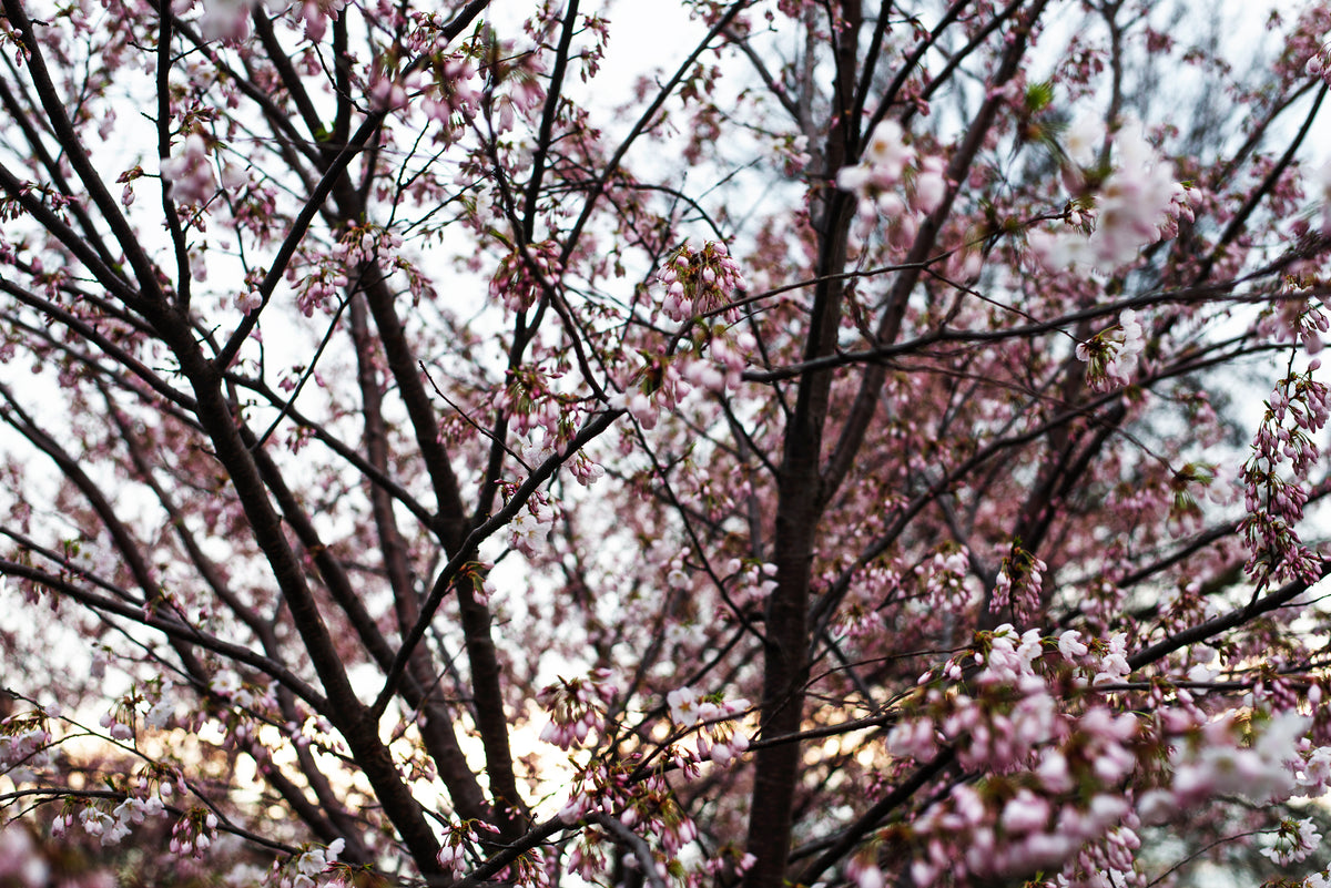 pink buds on cherry tree branches