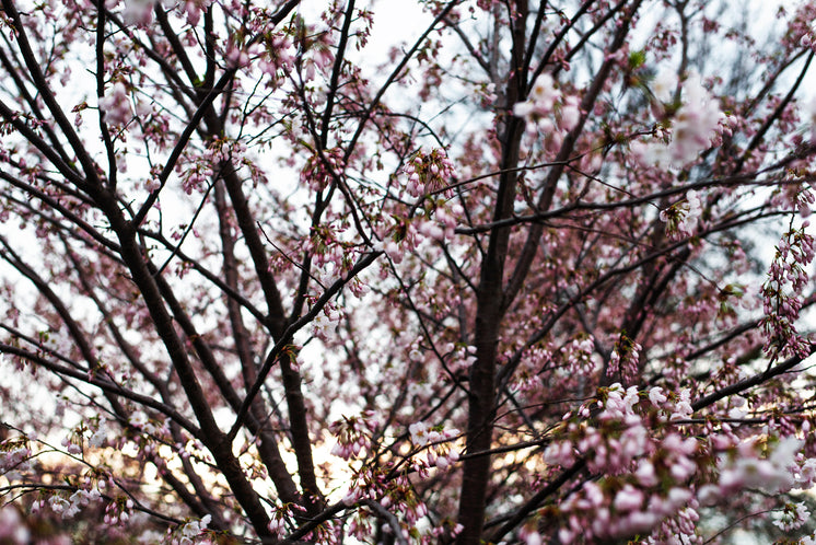 pink-buds-on-cherry-tree-branches.jpg?width=746&format=pjpg&exif=0&iptc=0