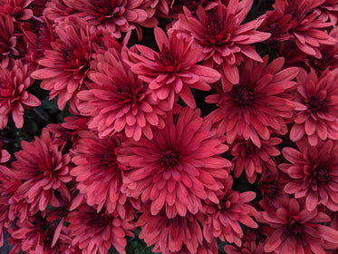 pink dahlia flowers blossom under the sun