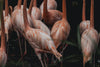 pink flamingo bodies