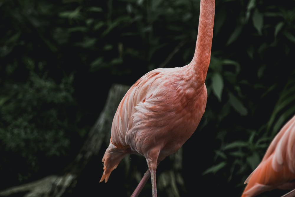 pink flamingo body walking