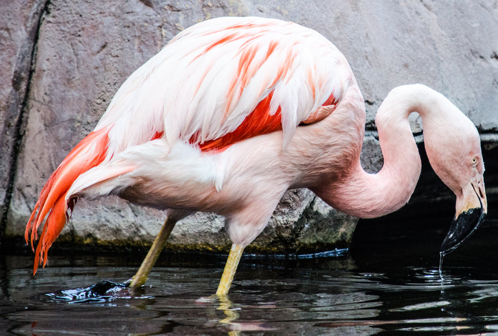 pink flamingo in water