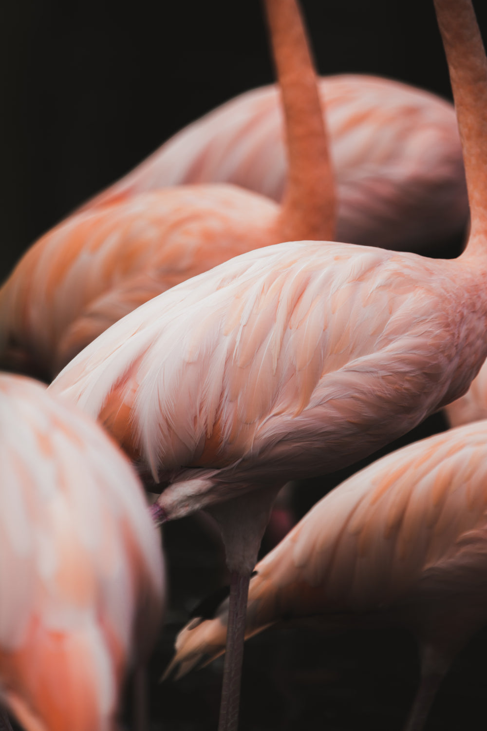 pink flamingo legs and feathers