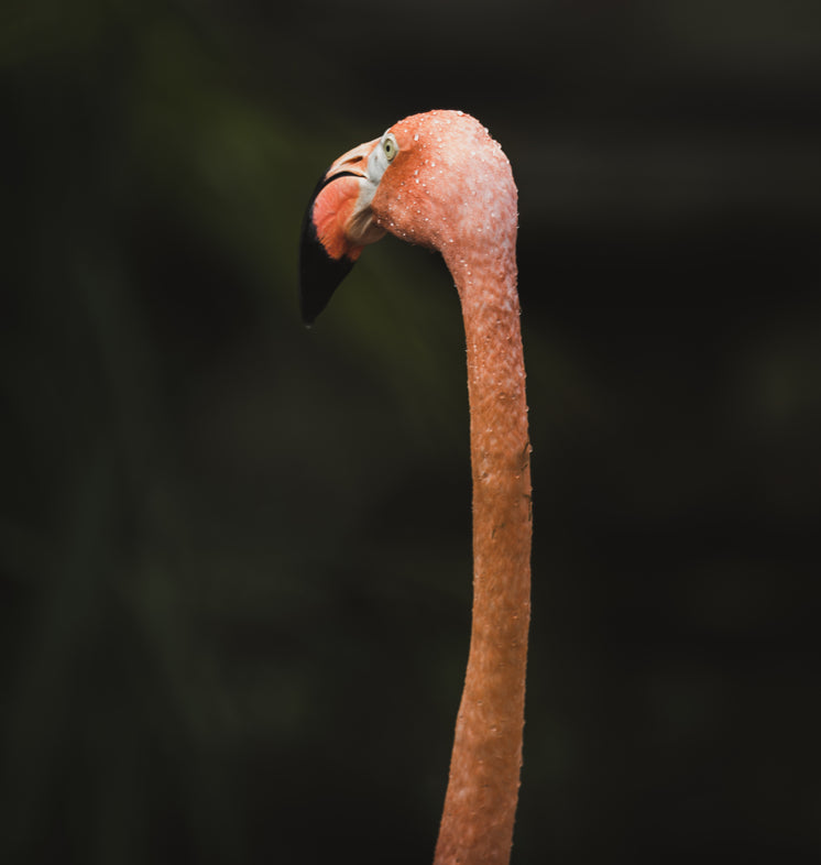 pink-flamingo-long-neck.jpg?width=746&fo