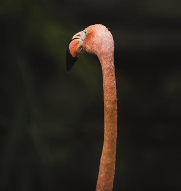 pink flamingo long neck