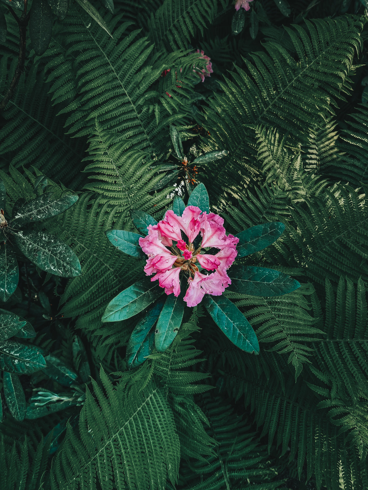 pink flower in bloom surrounded by ferns