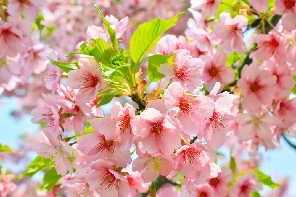 pink flower petals burn bright in the sun