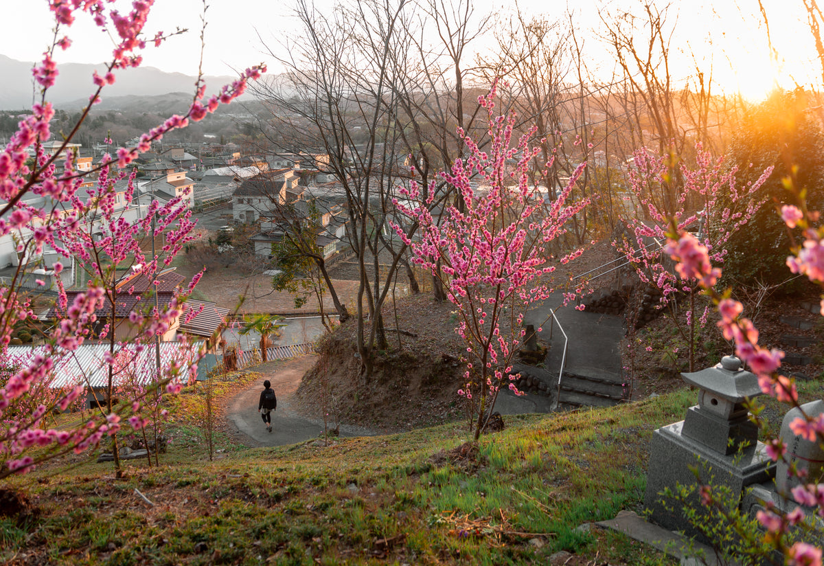 pink flowered trees with a pathway to the town