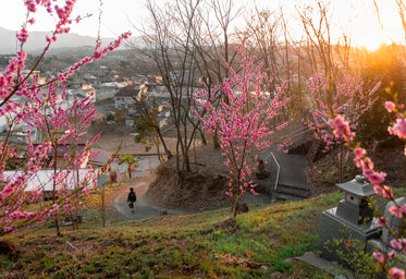 pink flowered trees with a pathway to the town