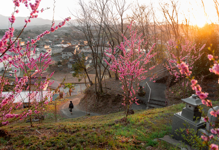 Pink Flowered Trees With A Pathway To The Town