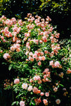 pink flowers and green leaves of a large bush