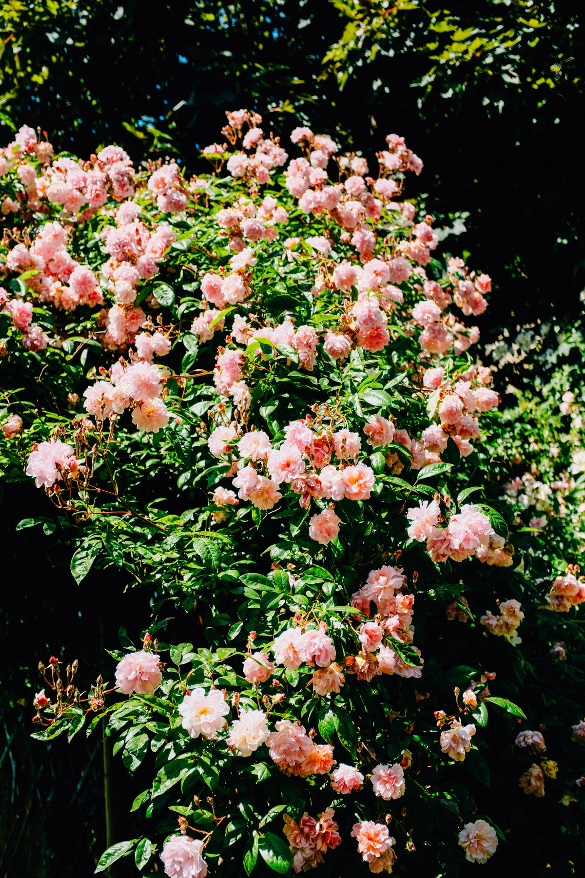 pink flowers and green leaves of a large bush