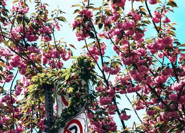 pink flowers blooming on a spring day in the city