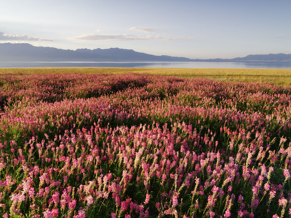 Pink Flowers By A Large Lake