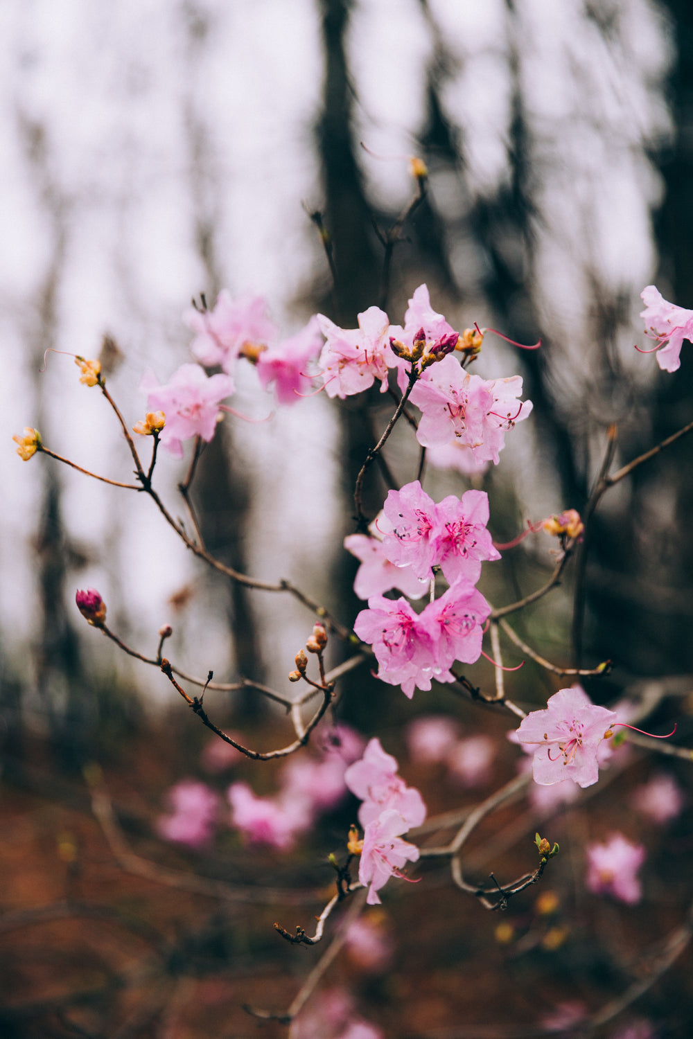 pink flowers on a branch