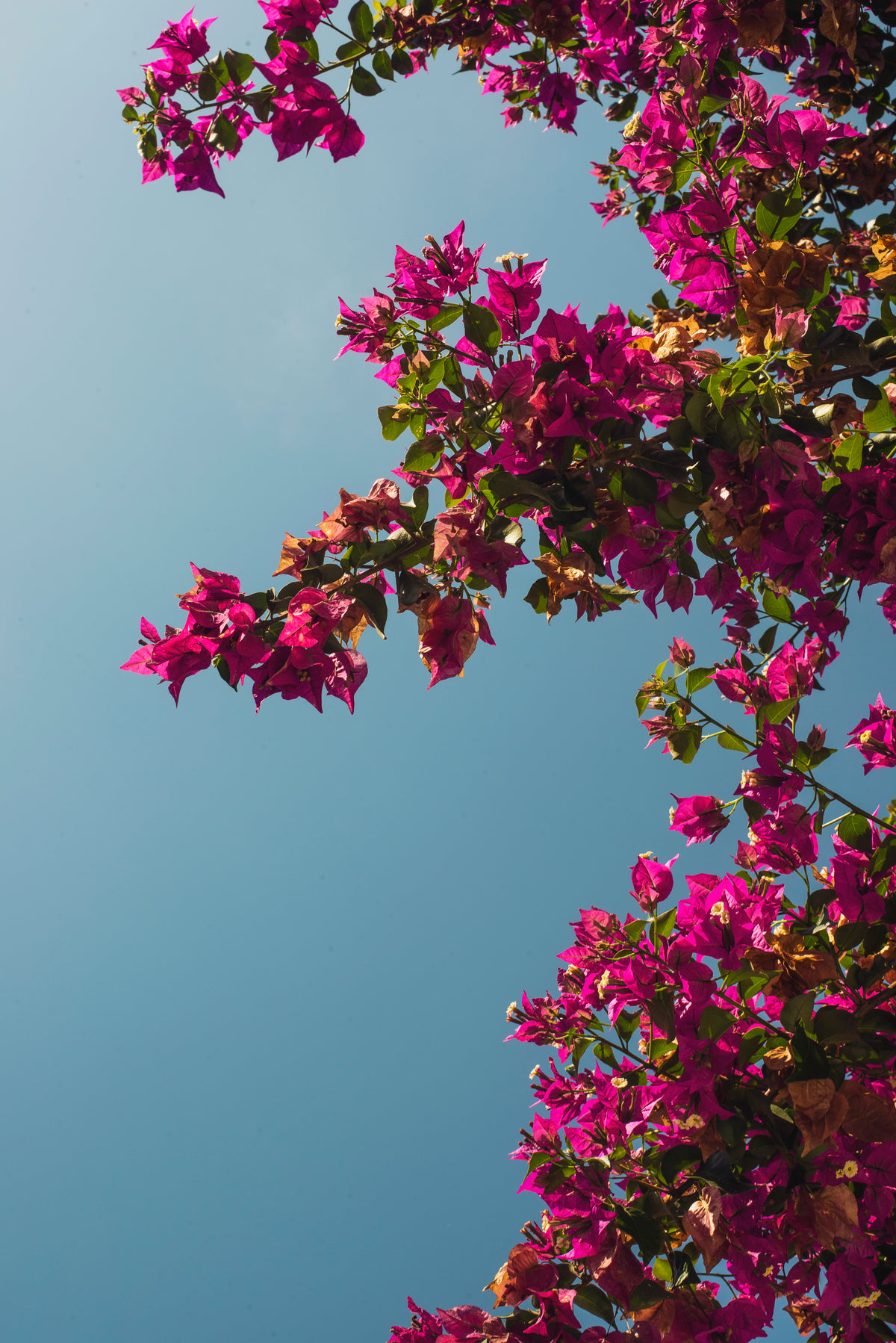 pink flowers under a clear blue sky