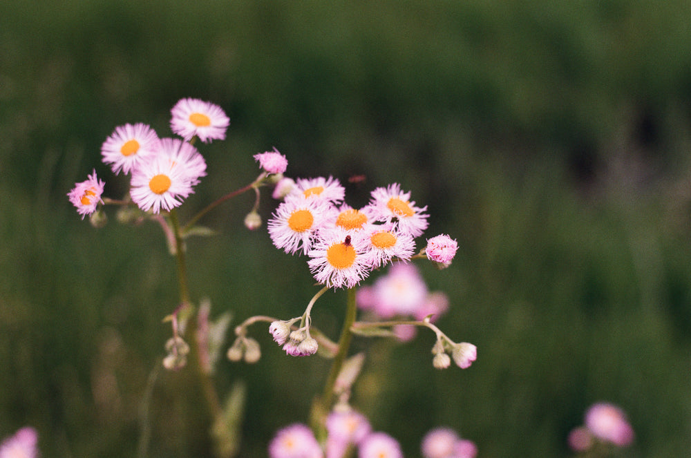 pink flowers with orange hearts in a field