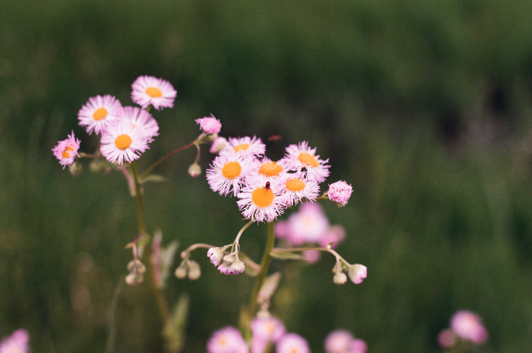 pink-flowers-with-orange-hearts-in-a-fie