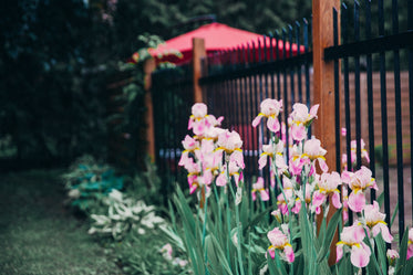 pink iris flowers by fence