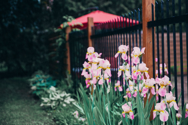pink-iris-flowers-by-fence.jpg?width=746