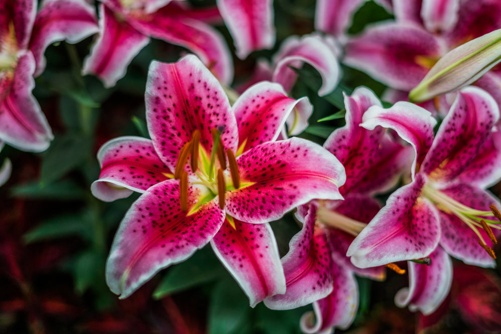 pink lilies in bloom