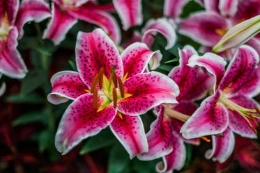 pink lilies in bloom