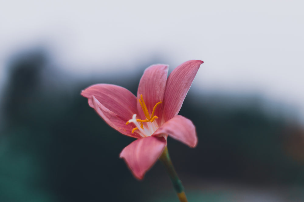 pink lonely flower in morning sun