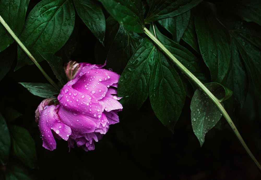 pink peonies flowers in bloom