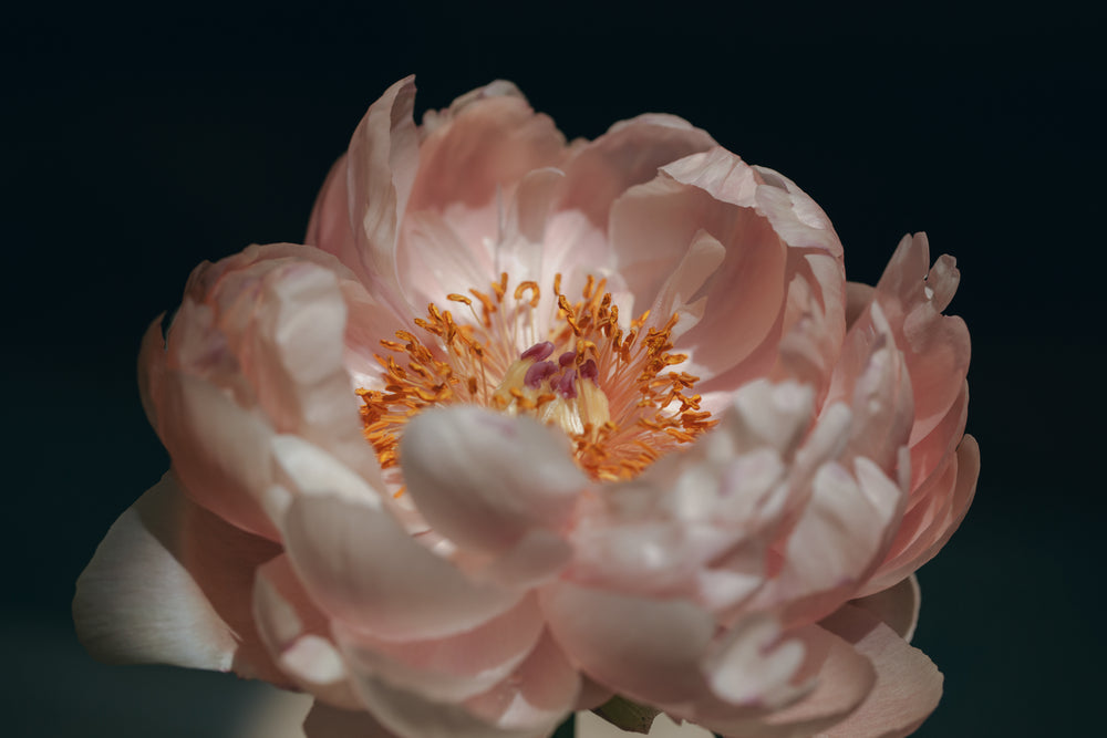 pink peony blossom