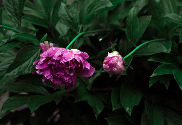 pink peony blossoms