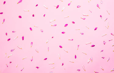 pink petals on pink