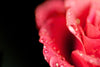 pink petals with water droplets close up