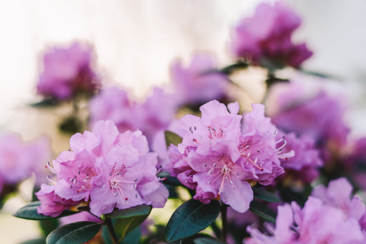 pink rhododendron blossoms open in spring sunshine