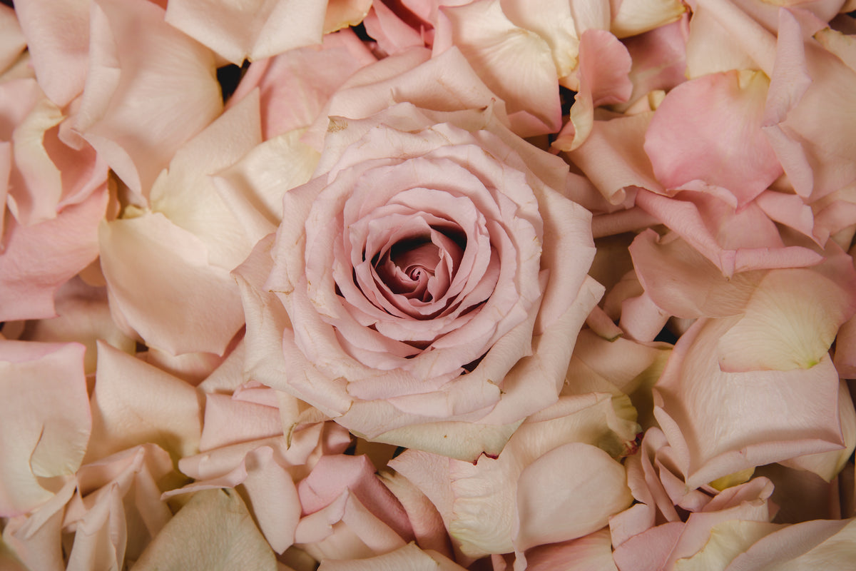 粉红玫瑰和花瓣