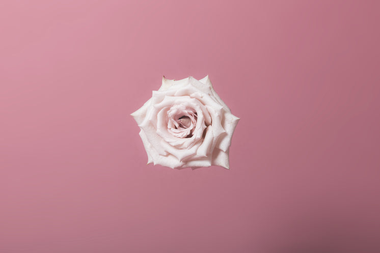 pink-rose-bloom-centred.jpg?width=746&format=pjpg&exif=0&iptc=0