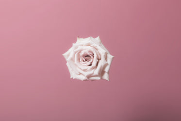 pink rose bloom centred