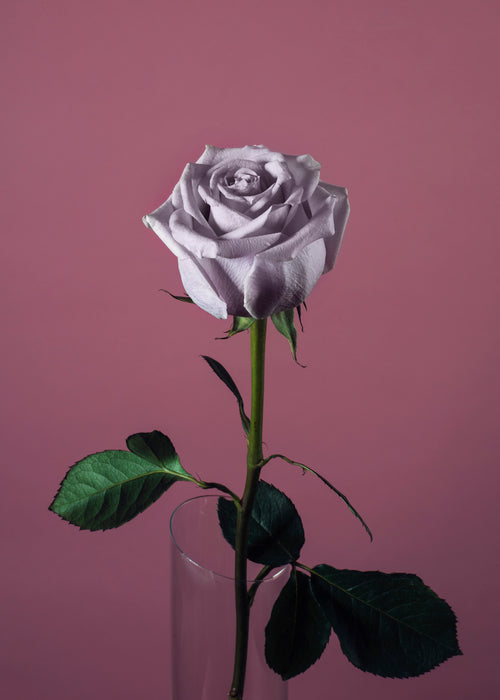 pink rose on pink