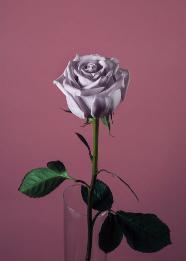 High Res Pink Rose On Pink Picture — Free Images