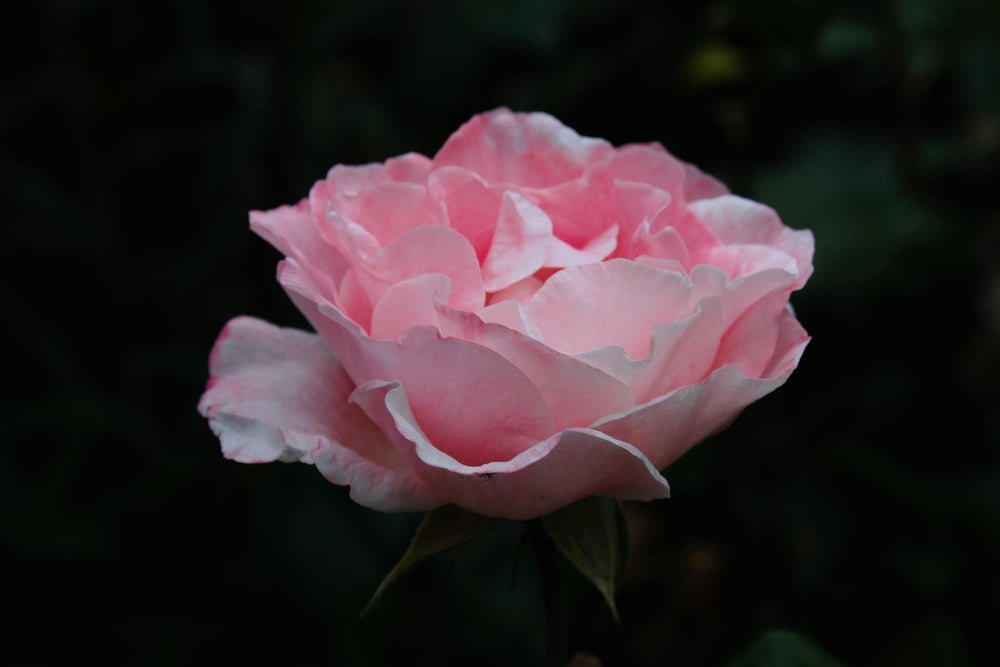 pink rose petals against a dark green background