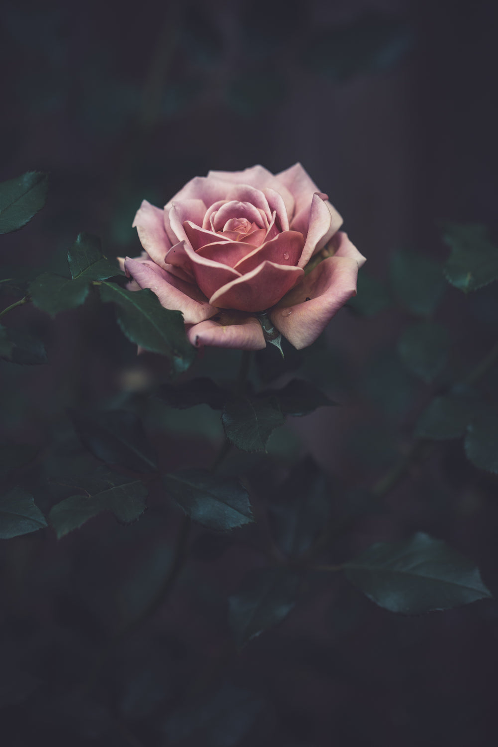 pink rose surrounded by dark green