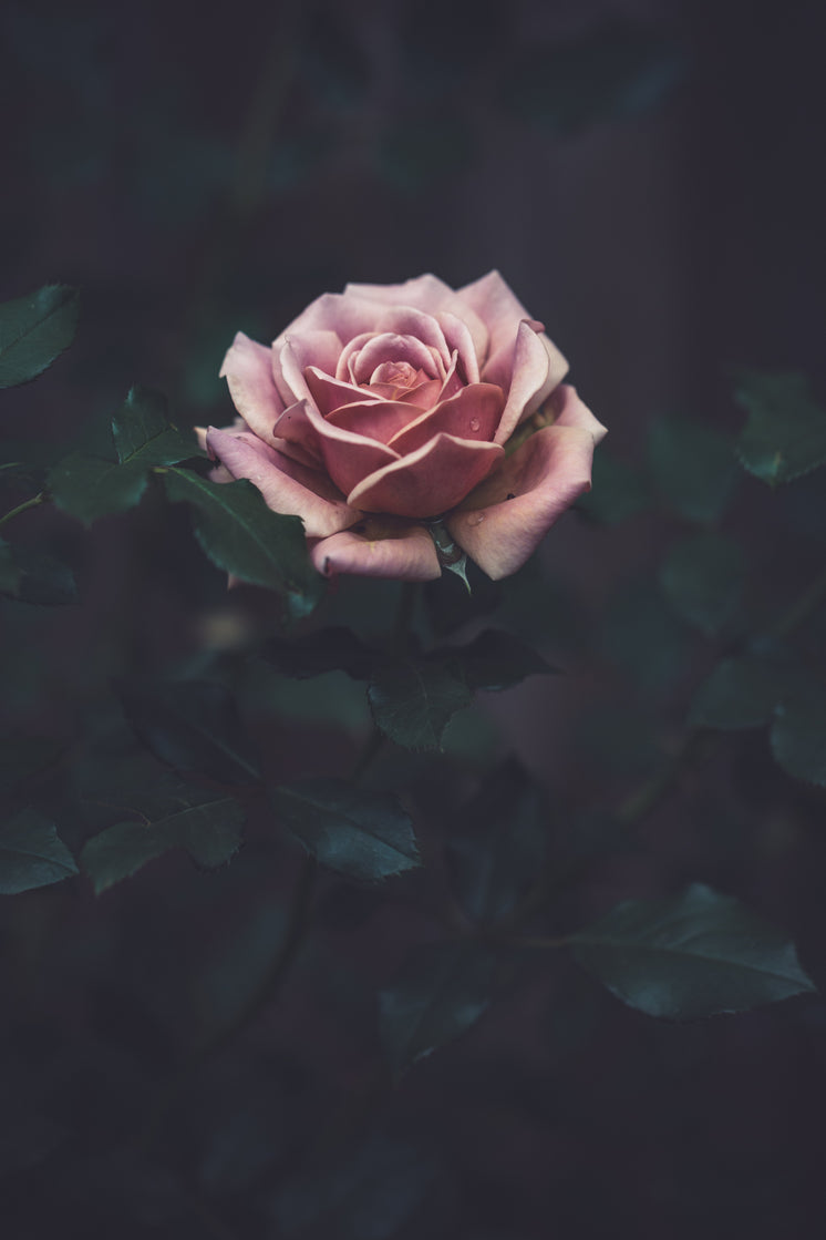 Pink Rose Surrounded By Dark Green