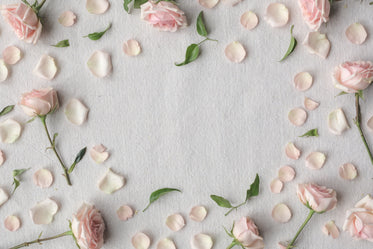 pink roses create a border on a white cloth