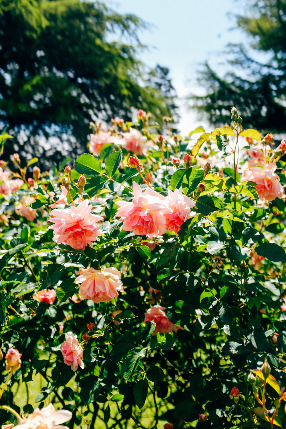 pink roses in full bloom in a large green garden