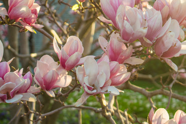 Picture of Pink Spring Blossoms — Free Stock Photo