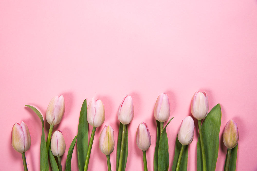 Tulip Images Hd Free