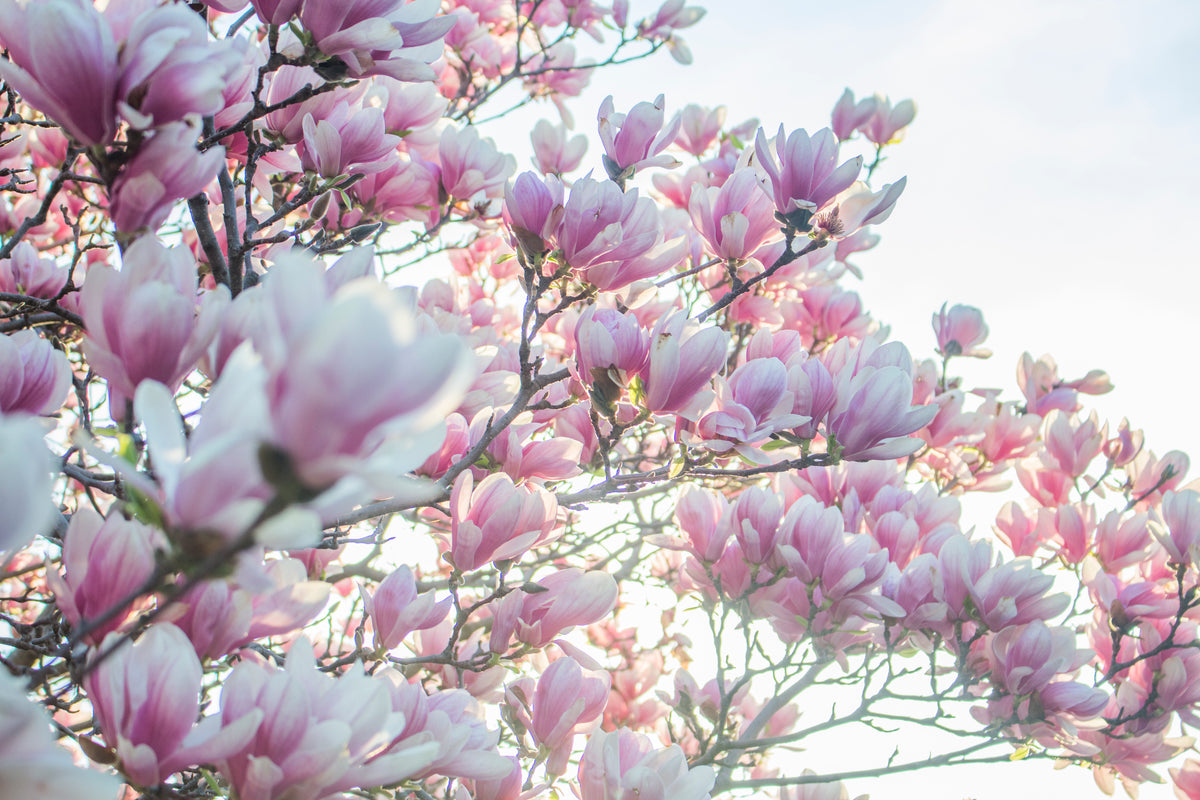 玫瑰花丛árvore na primavera